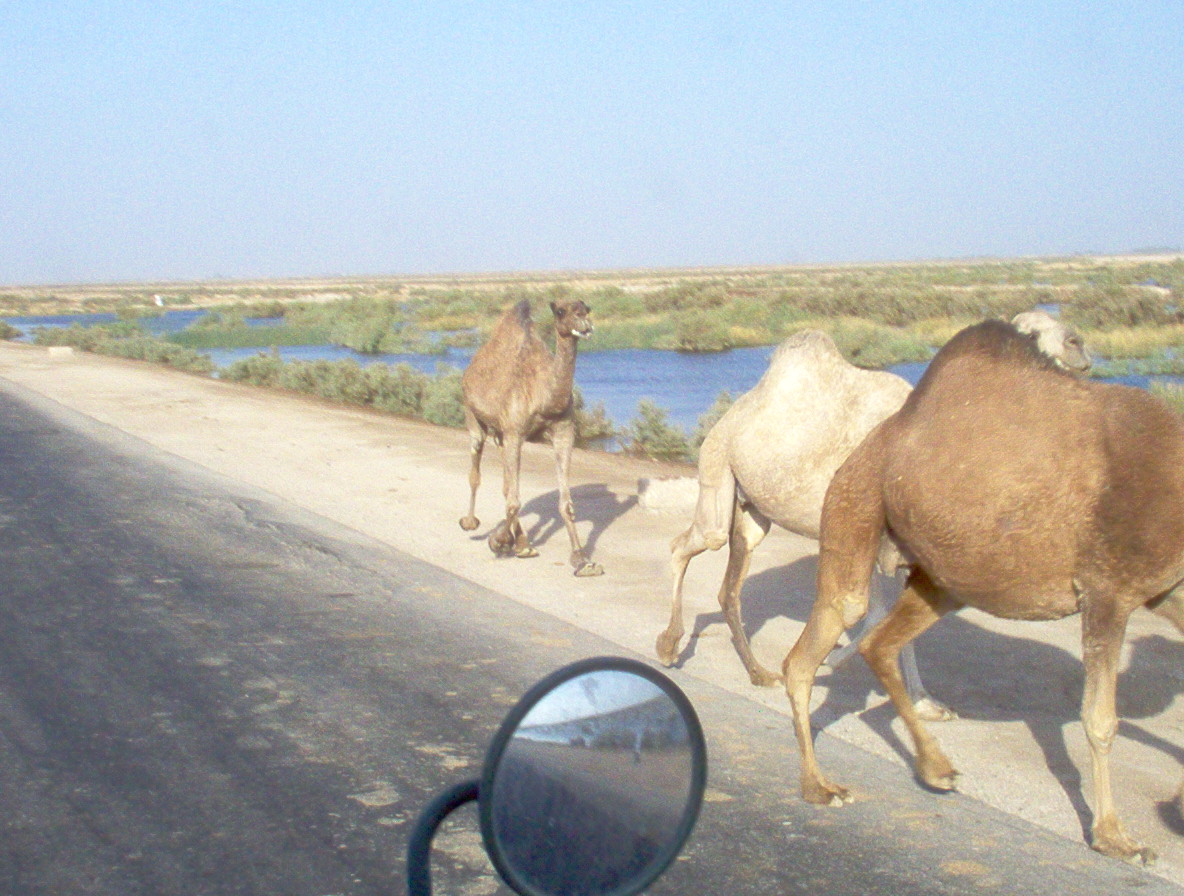 camels traveling thru Iraq