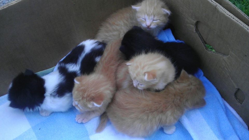 kittens just over two weeks old, July 10/14