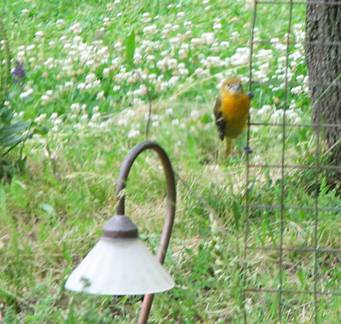 Stranger to the Feeder