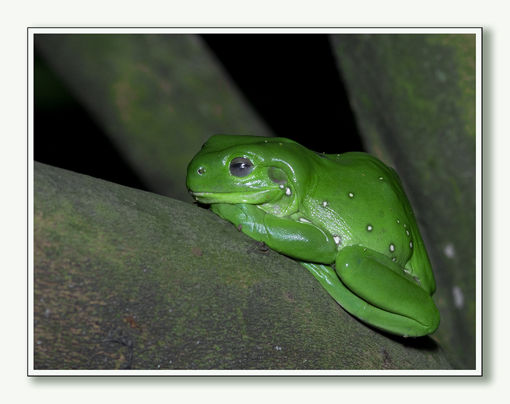 A rather large well fed fellow. doesn't mind a snack on other frogs.