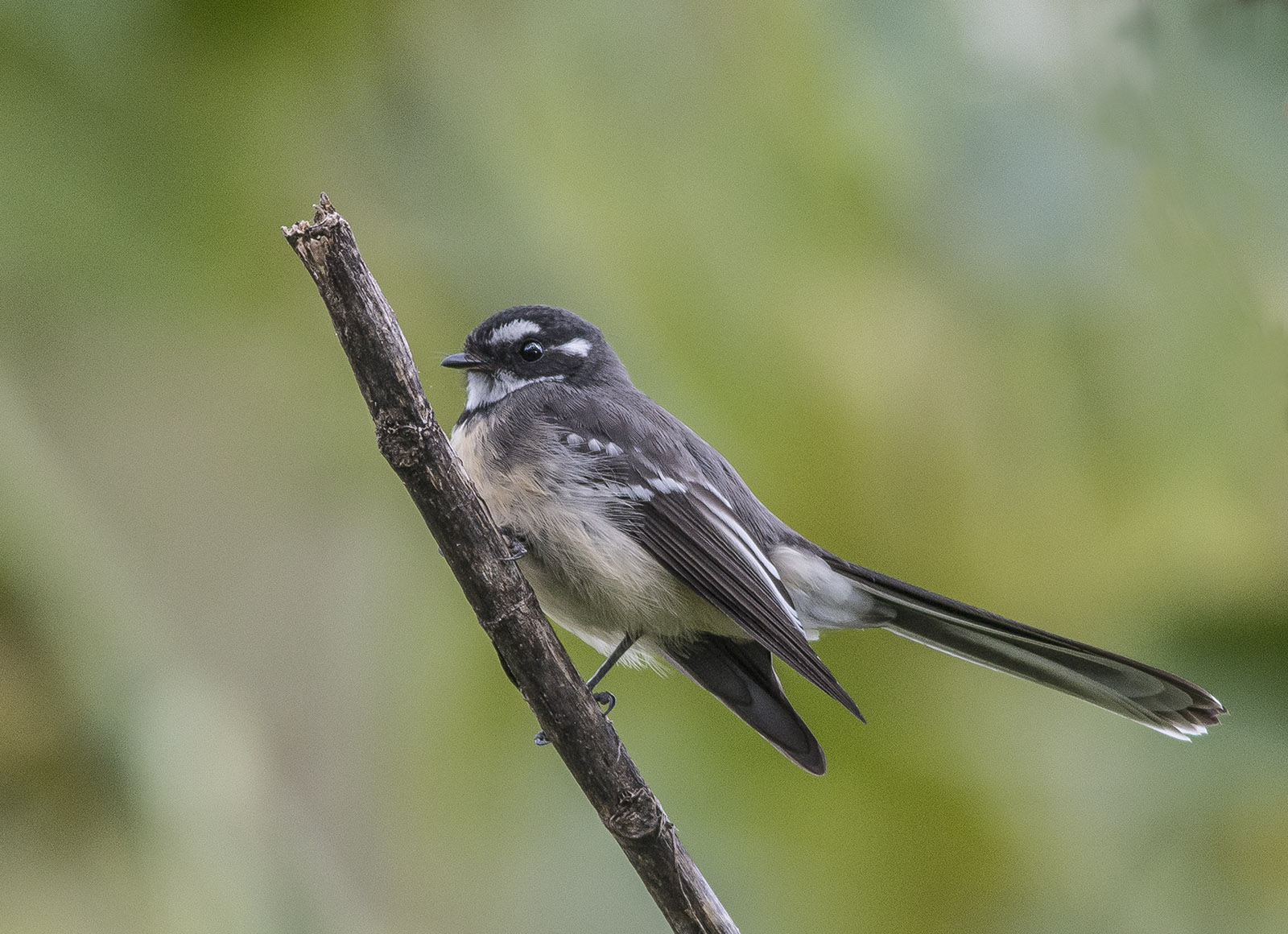 First outing with my D800. A big crop and pretty happy with the outcome.