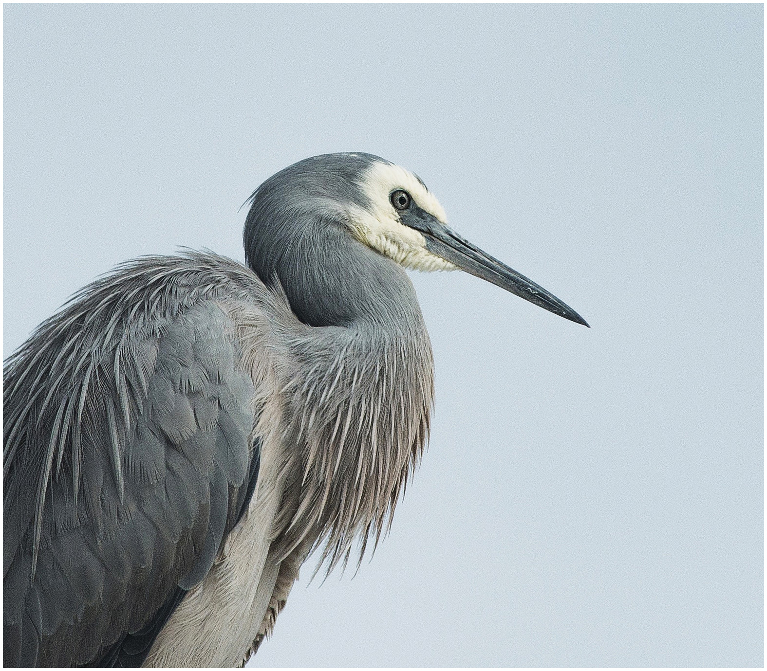 White-faced Heron portrait