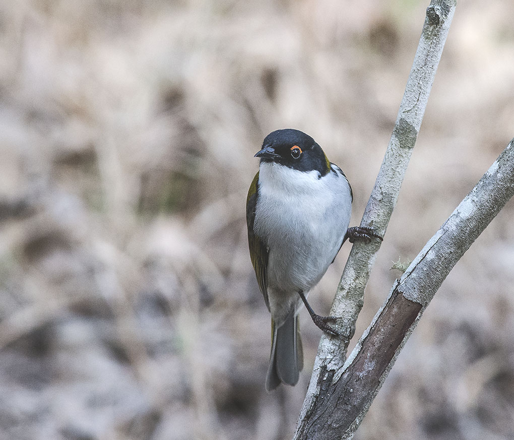 There are honey-eaters galore at this little spot.