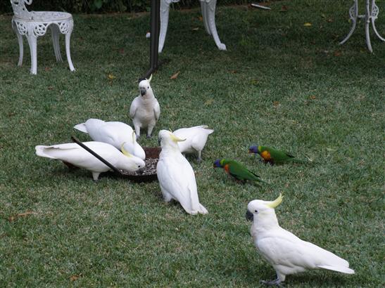 and Rainbow Lorikeets eating seed out of a fry pan on June's lawn.