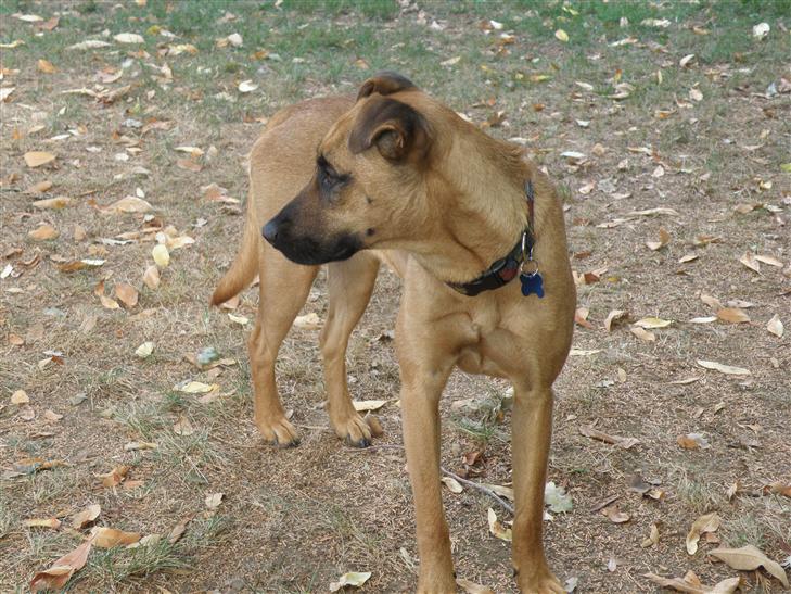 Autumn is her name. She's a 38 pound Shepherd mix, and one year old. We got her from our local Humane Society shelter.