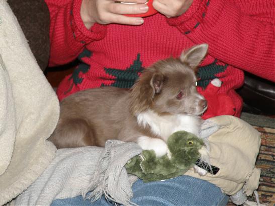 sitting on my daughter's lap, paw on some green stuffed toy thingie.