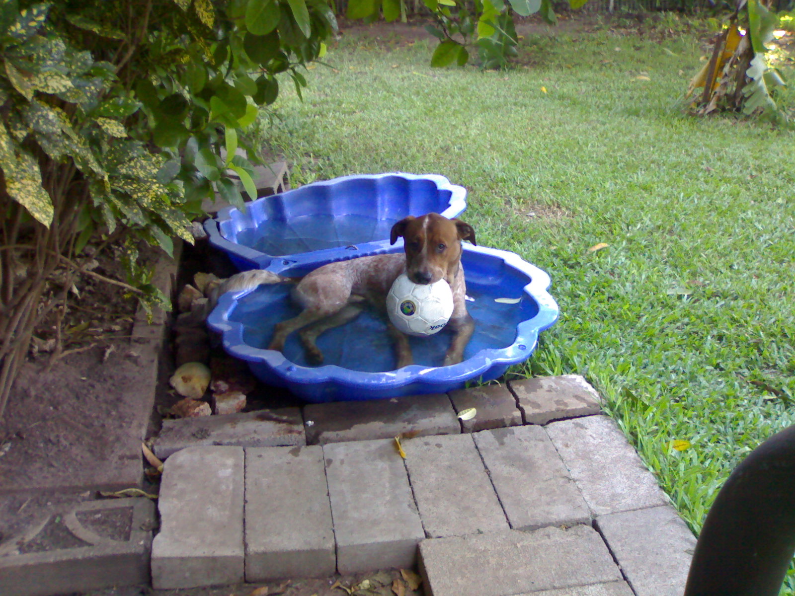 need a bigger pool mum