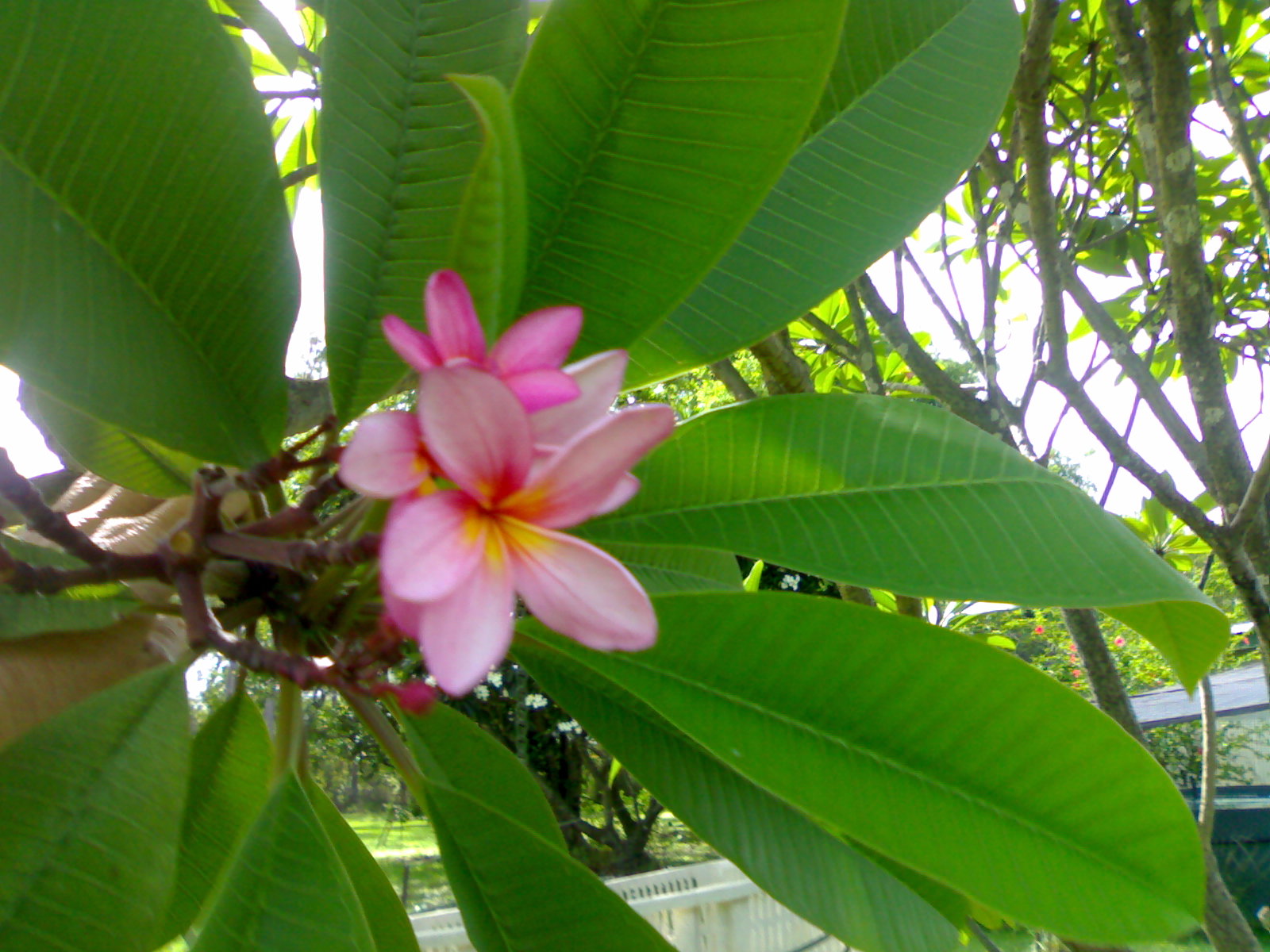 pink frangipani