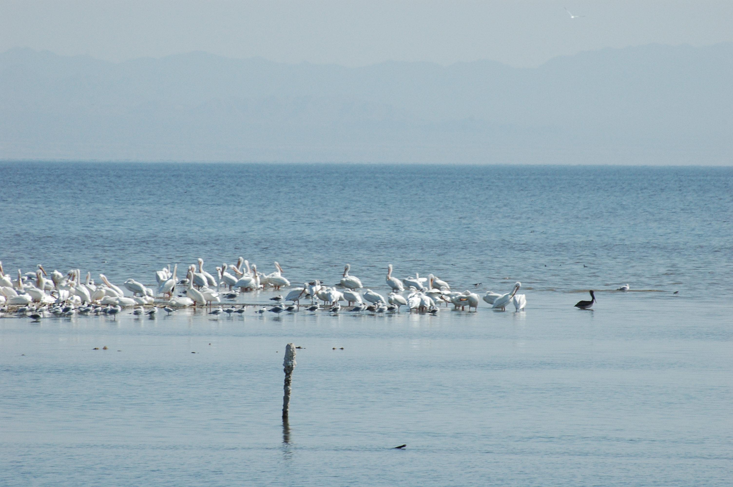 Birds on the water