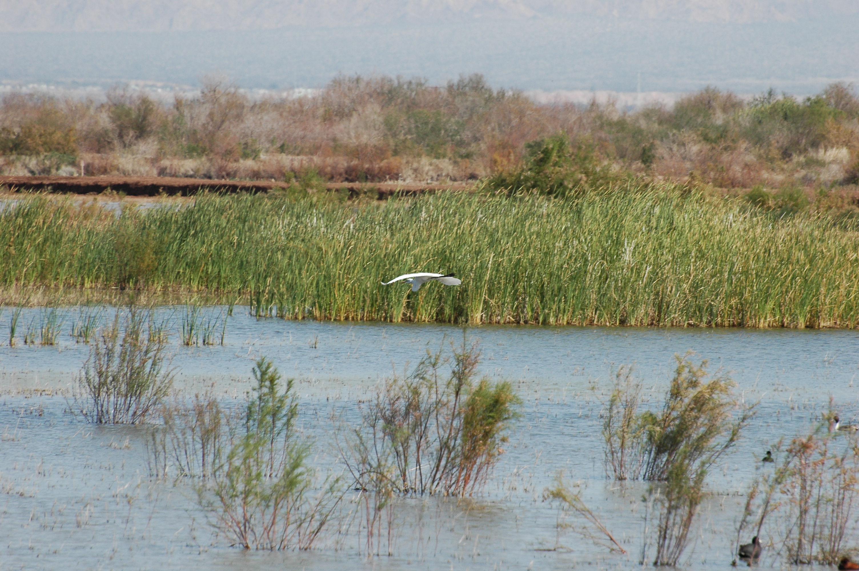 Bird in flight at the Salton Sea wetlands