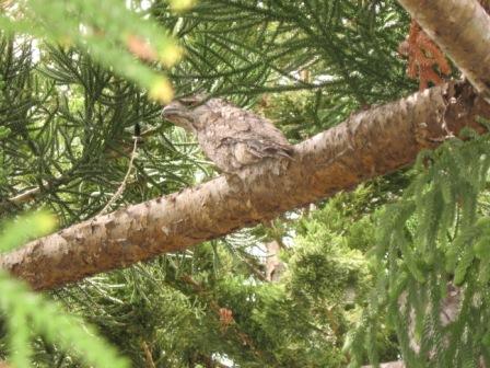 in back yard, Rockhampton, Qld