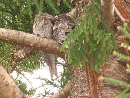 in back yard, Rockhampton, Qld