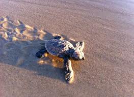 Hatchling heading for the sea. Mon Repos beach and turtle rookery, 15 minutes from Bundaberg, Queensland