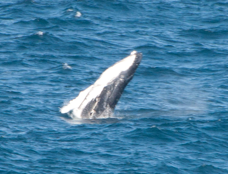 Migration from breeding grounds in Coral Sea to Antarctica. Warden Head. Ulladulla, 9 September 2014.