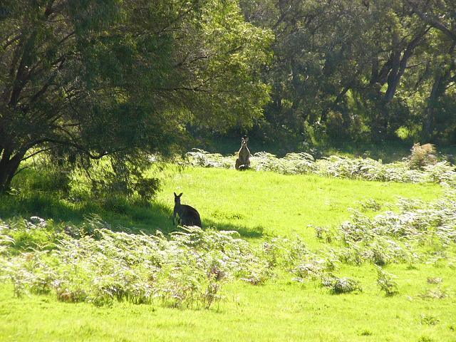 Two kangaroos in the paddock near the road after leaving Nullaki Peninsula.