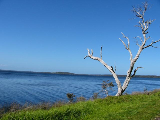 Dead paperbark tree on bank of lagoon at Nullaki Peninsula