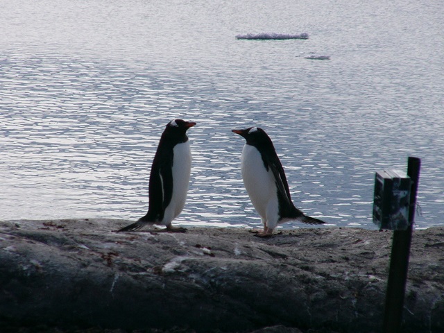 Yakkety yak, blah blah, blah blah! A very in depth conversation between two local inhabitants. 