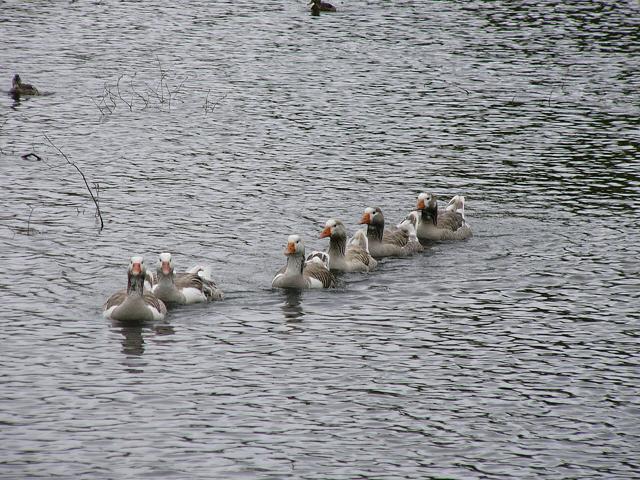 Who got out of line?? A lovely picnic lunch spent at the Groynes where we fed the ducks and a few eels came in for a free feed too.