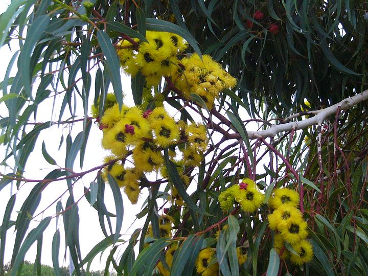 Couldn't resist taking this photo of a gum tree in someone's front garden while having a morning walk