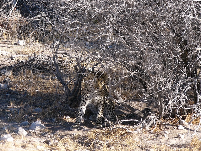 The only leopard we saw in the wild