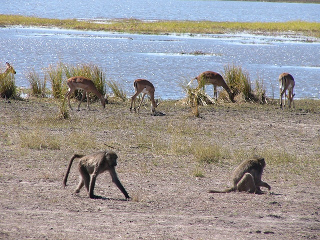 Some impalas and baboons near a water hole.