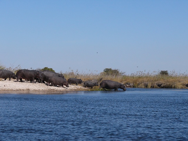 A herd of hippos.  One came up under our boat on the river and frightened the life out of us with his big open mouth in our face.