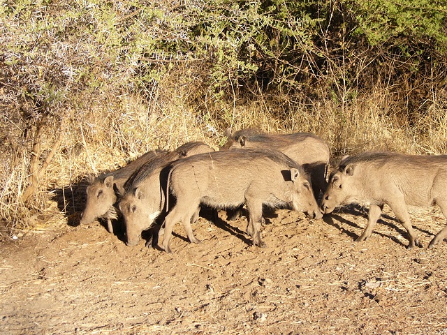 Some warthogs.