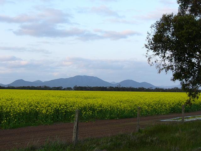 After leaving the Stirling Ranges behind we passed through some farming country and some canola crops before heading back to Albany.