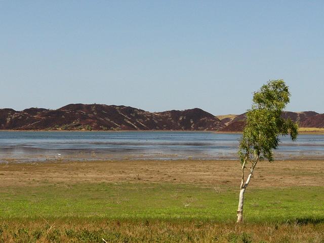 A lone tree on a water hole near Wickham