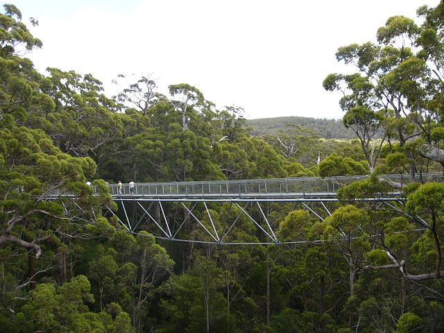 Treetop Walk in Valley of the Giants between Denmark and Walpole, about 80kms west of Albany