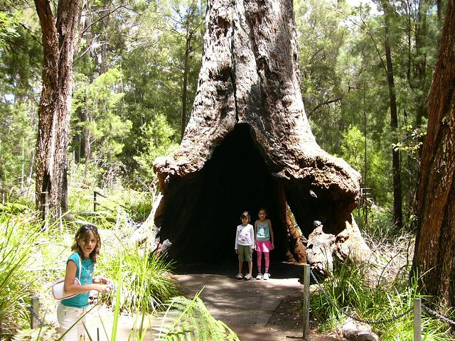 My grandaughters standing in the hollow trunk of a giant Tinglewood Tree in Valley of the Giants.