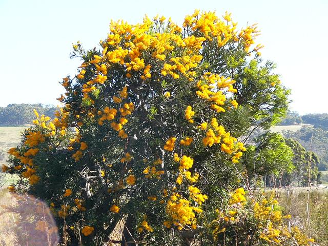 An Australian Christmas Tree near Albany