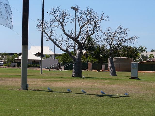 Seagulls lined up in the shade of the post and a small boab tree in the background in Broome.