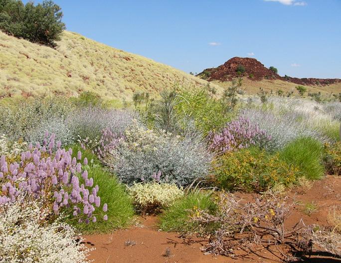 The beautiful wild flowers after a very wet season.