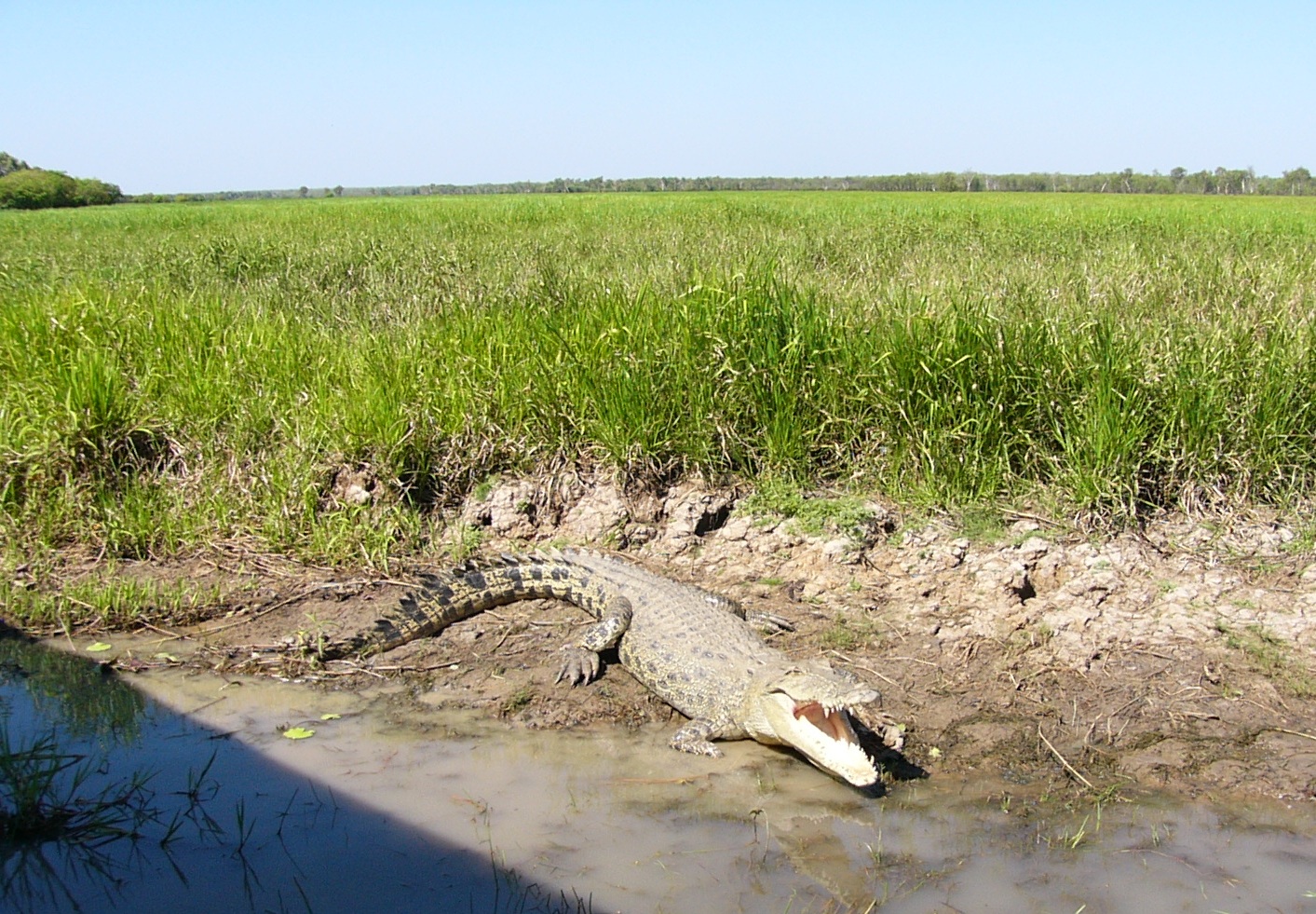 A crocodile sunning itself.It's mouth is gaping open so that it can cool off, we were told, not to eat us!!! If it had the chance it probably would.