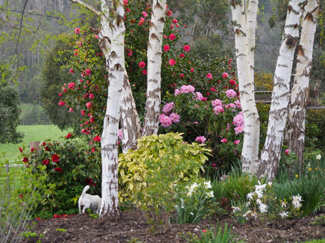 Plantings under the silver birches.