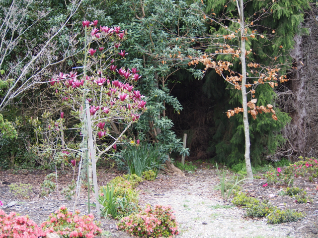 This path leads under Errol, the Masked Owl's roosting conifer.