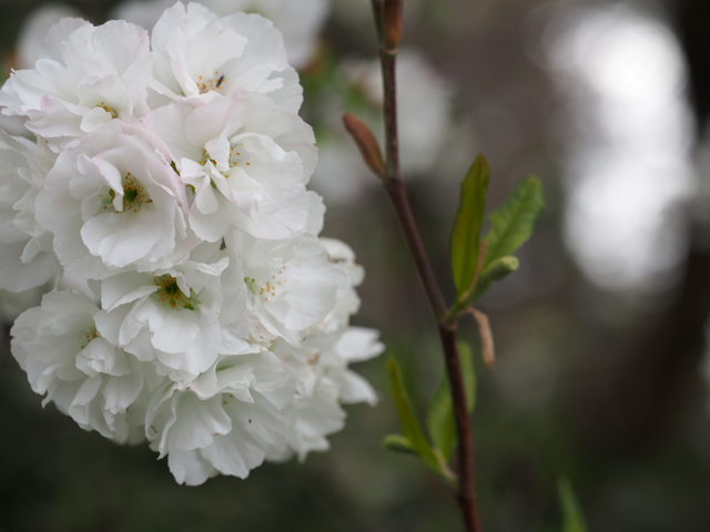 Flowers of the Mt. Fuji Cherry