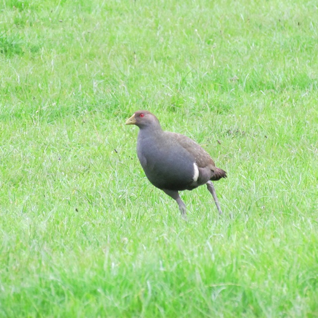 Also known as turbo chook. It runs very fast and uses its wings for balance - flightless. Only found in Tasmania.