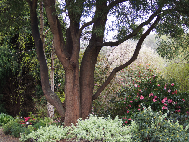 The Blackwood, which is a long lived wattle, along with Errol's conifer, are the only large trees that were in the garden when we came to live here.