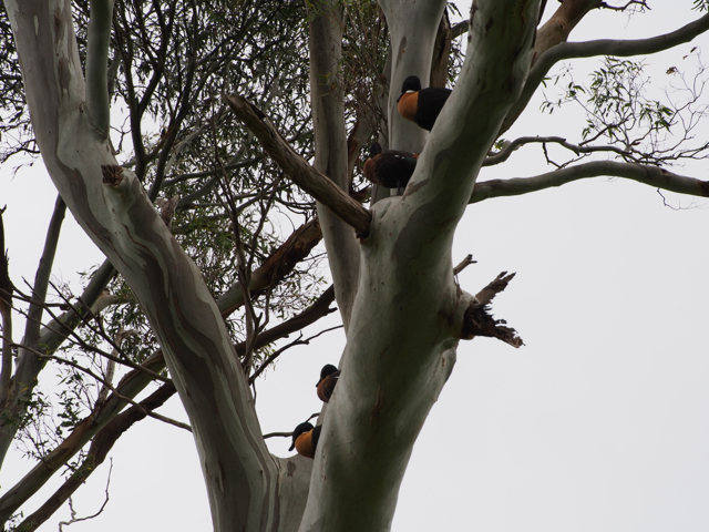 2 pairs of Australasian Shelducks. 
The same variety as the ducklings I tracked last year.