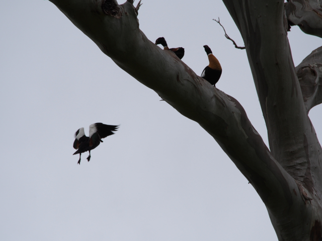 One of the females is pushed off the limb.