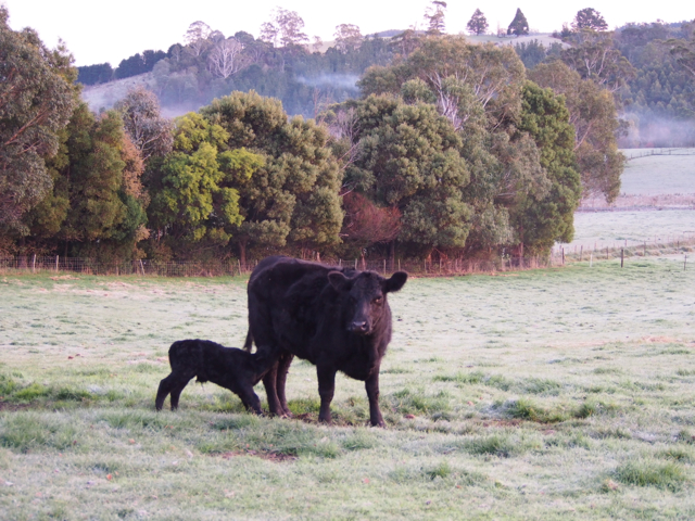 Having an early morning drink in the frost