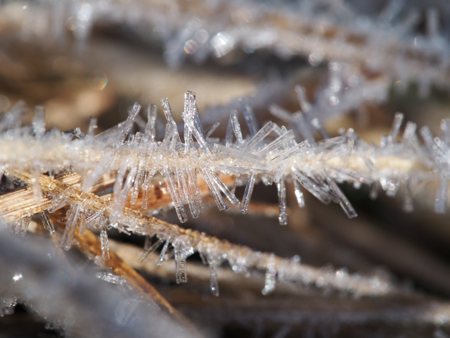 Playing with the macro lens on my new camera.