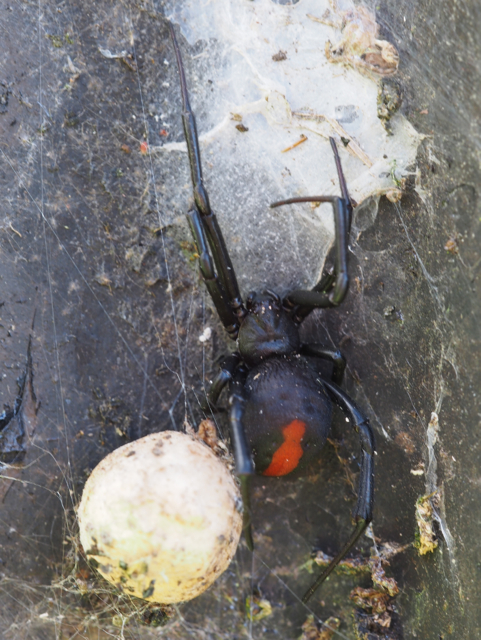 I nearly grabbed it on a garden stake!  Close relative of the Black Widow.