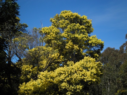 Wattle tree in Wattle Park 3 days before Wattle Day. What else.