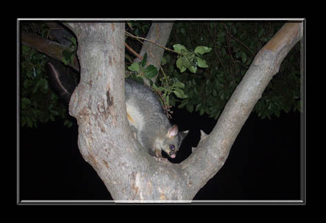 The darlin little possum was in our tree at the front of our house.