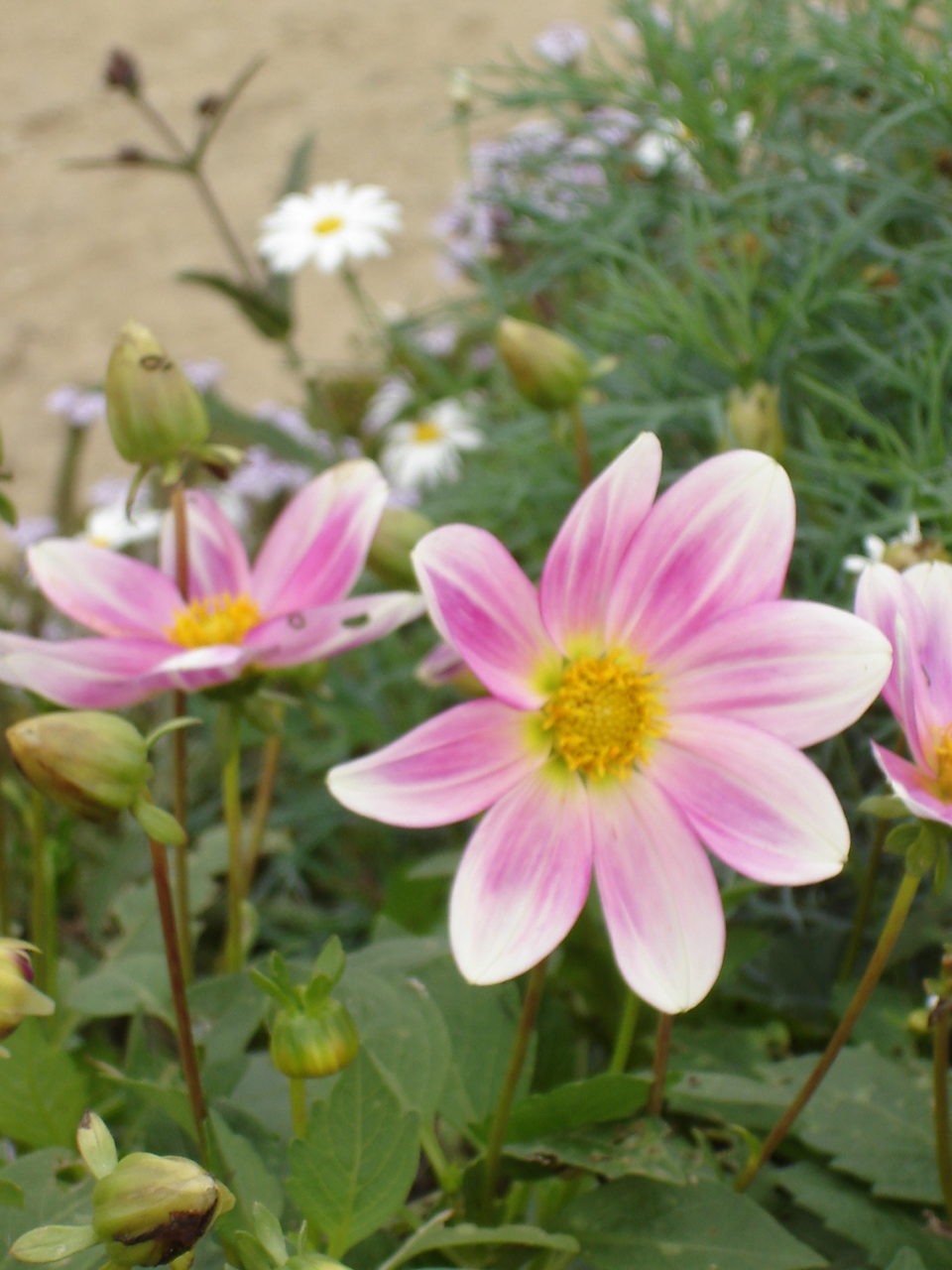 Versailles garden 2007