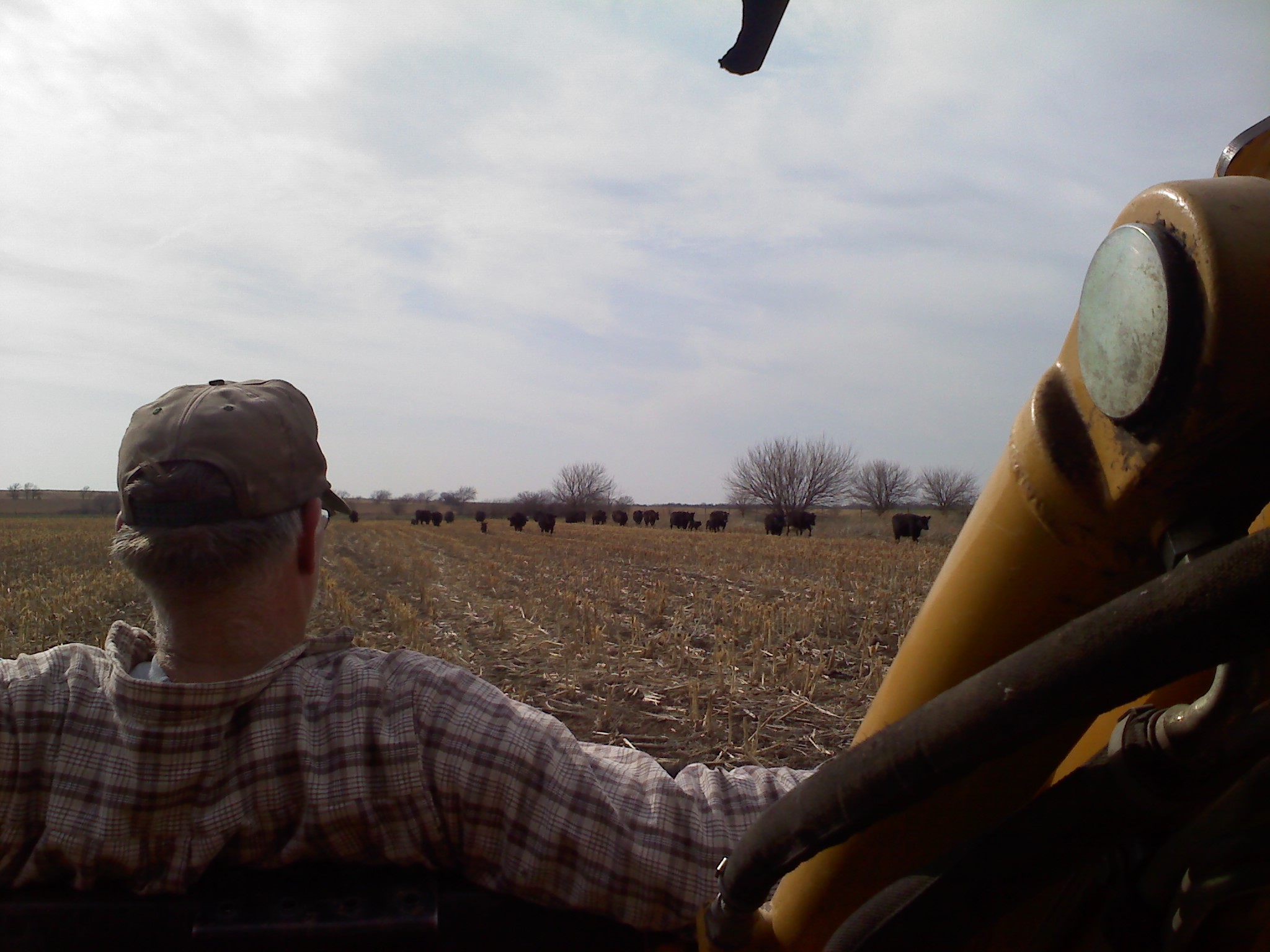 TM watching the cattle in the milo. 