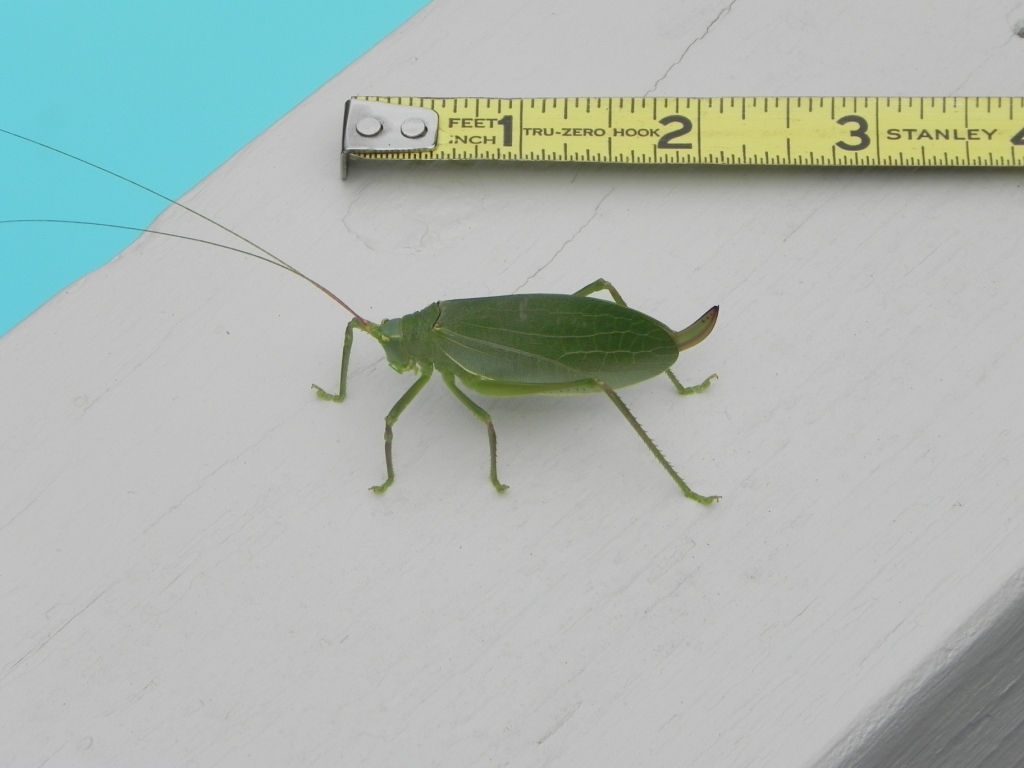 A sizeable katydid (Pterophylla camellifolia - female).  I've learned that most of the insects I call grasshoppers are actually katydids, there are plenty of variations.  These are fascinating rather than creepy.